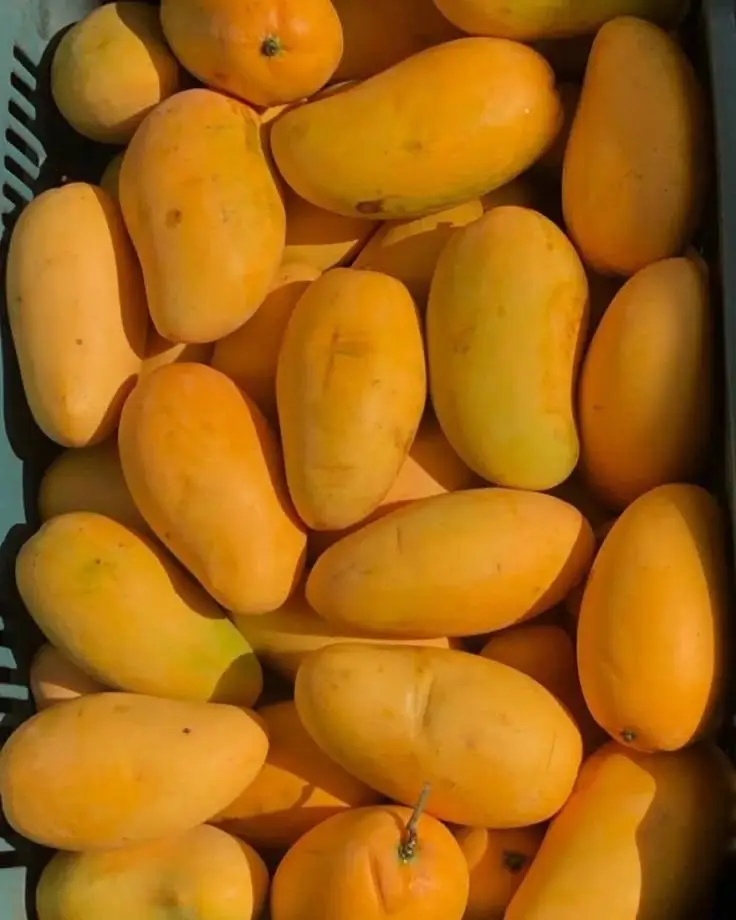 Fresh Mango Basket and Bouquet - KHAAS Items